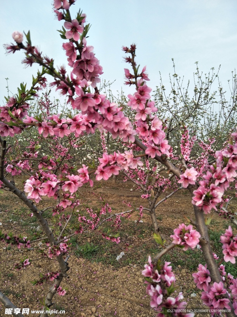 桃花