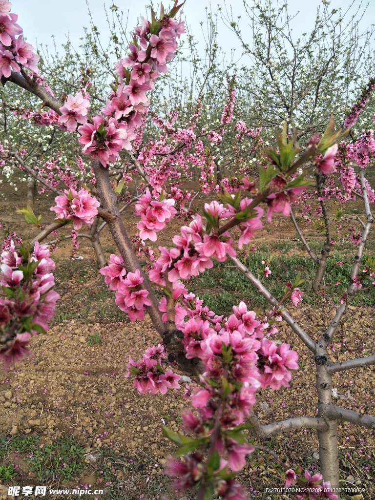 桃花