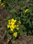 油菜花