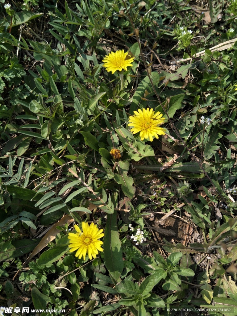油菜花
