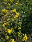 油菜花