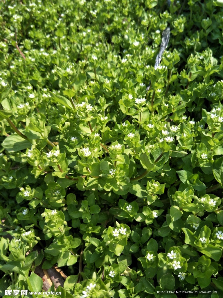 油菜花