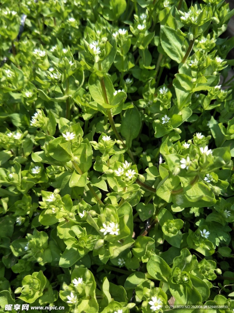油菜花