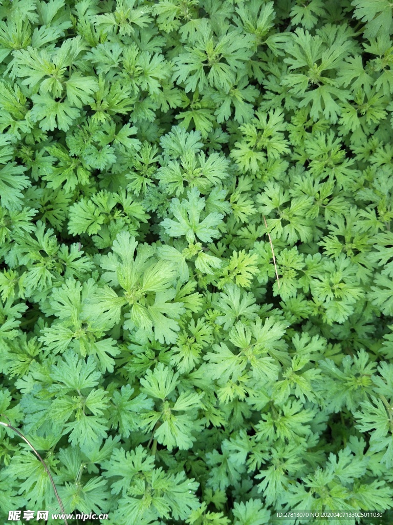 草
