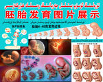 胚胎发育图片展示
