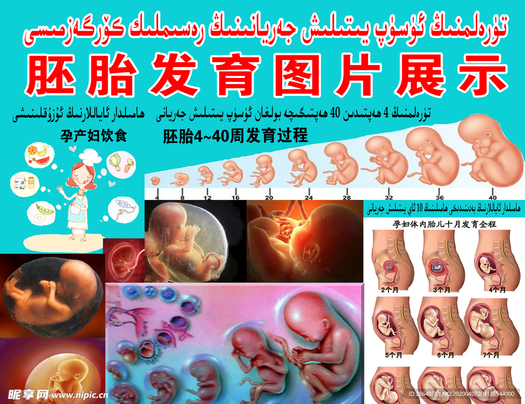发育中的胚胎图片素材-编号08987795-图行天下