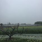 雪中花