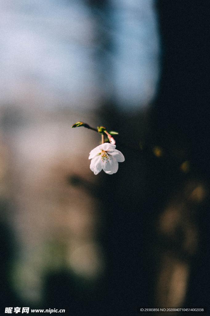 樱花特写