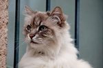猫 动物 英短蓝猫 英国短毛猫