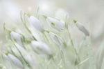 花瓣