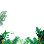 植物