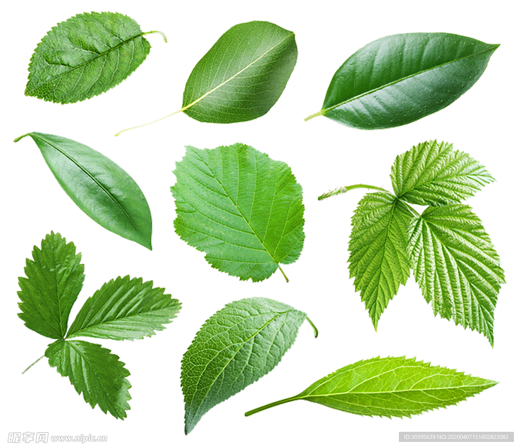 植物