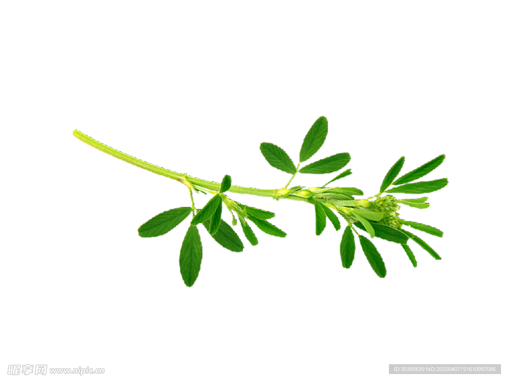 植物