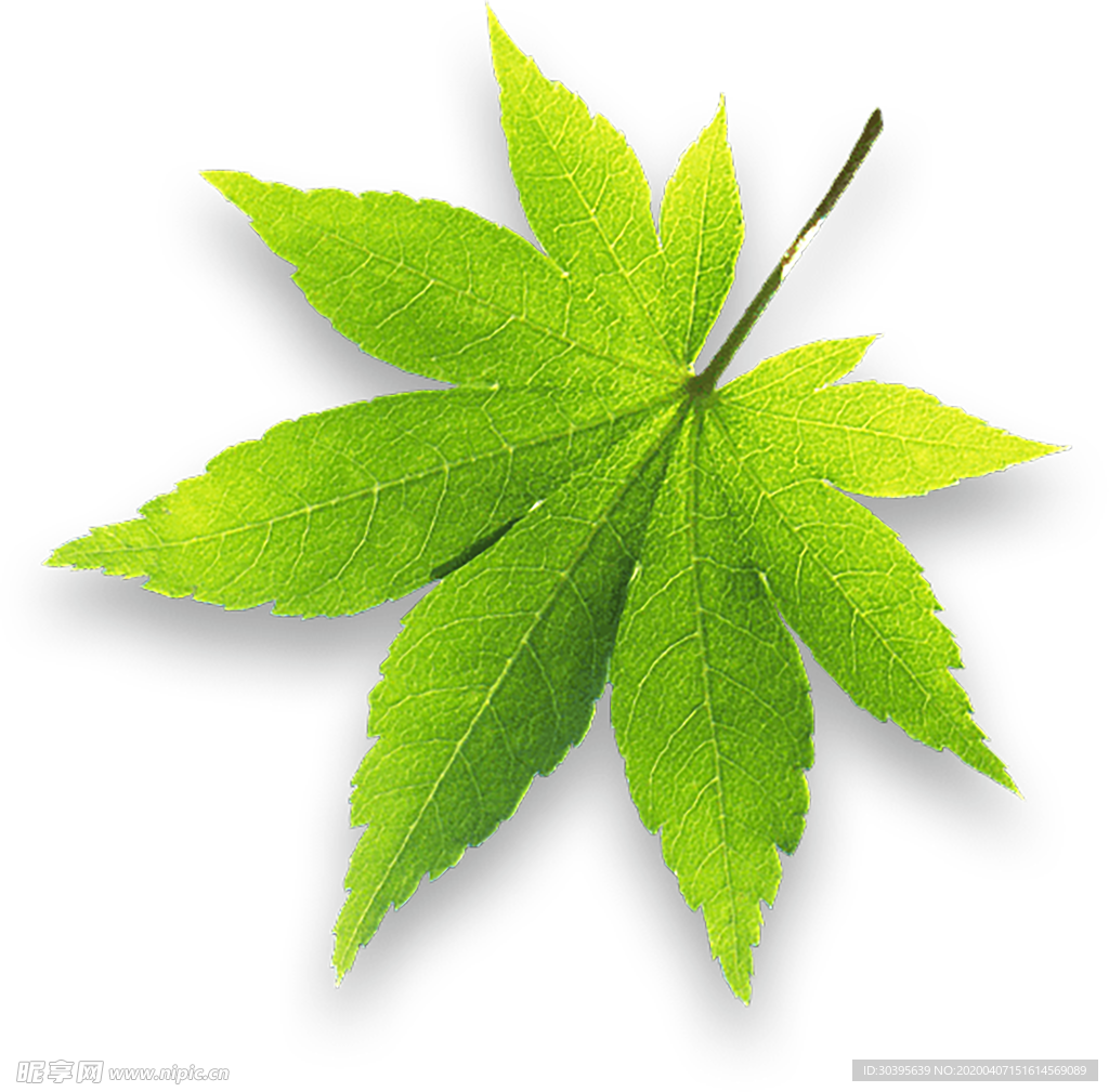植物
