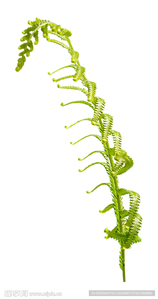植物