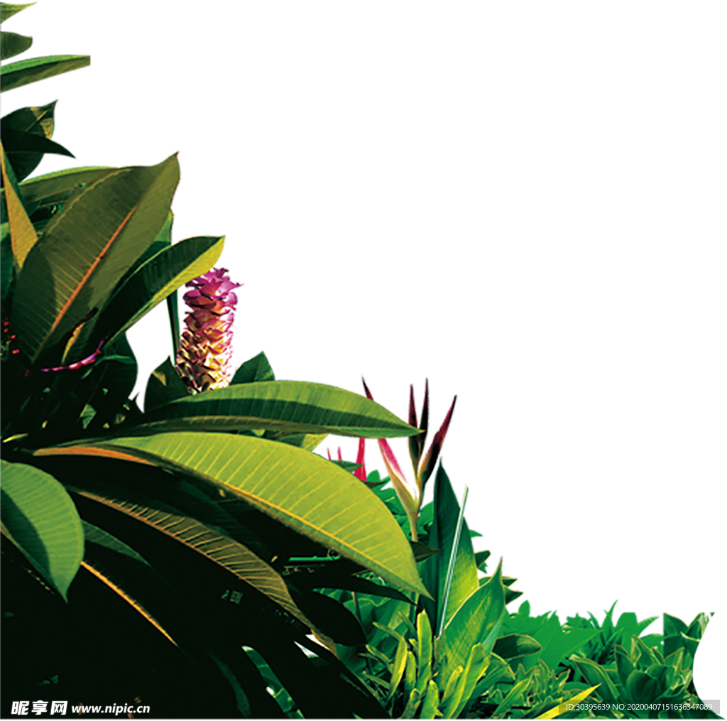 植物