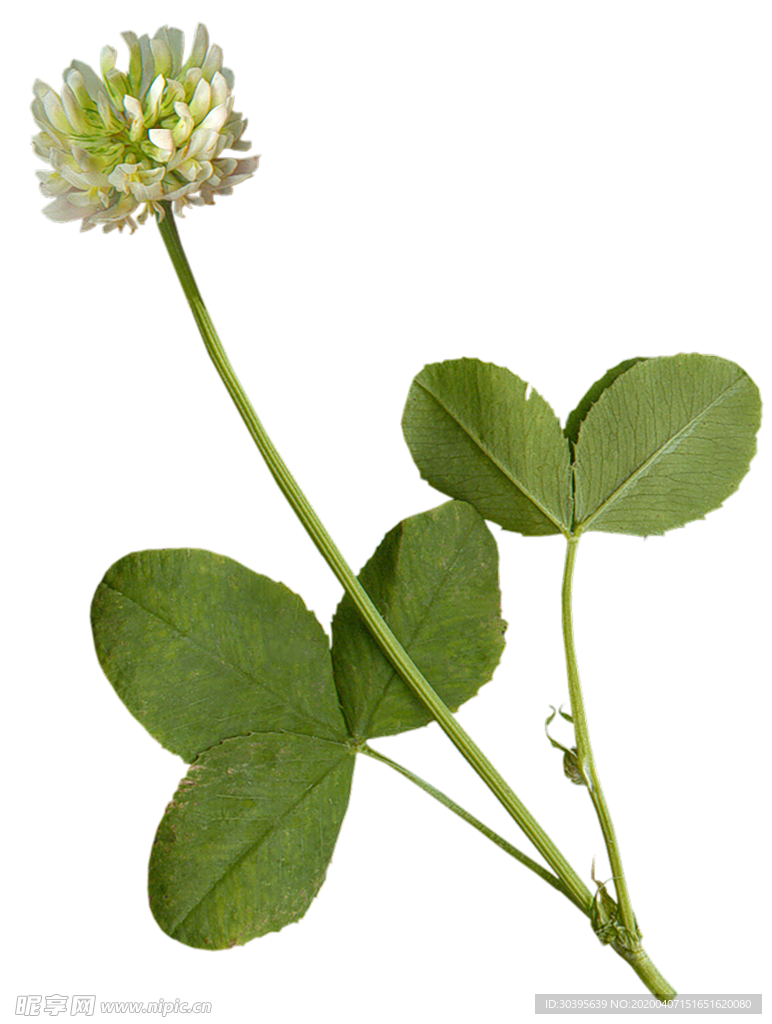 植物