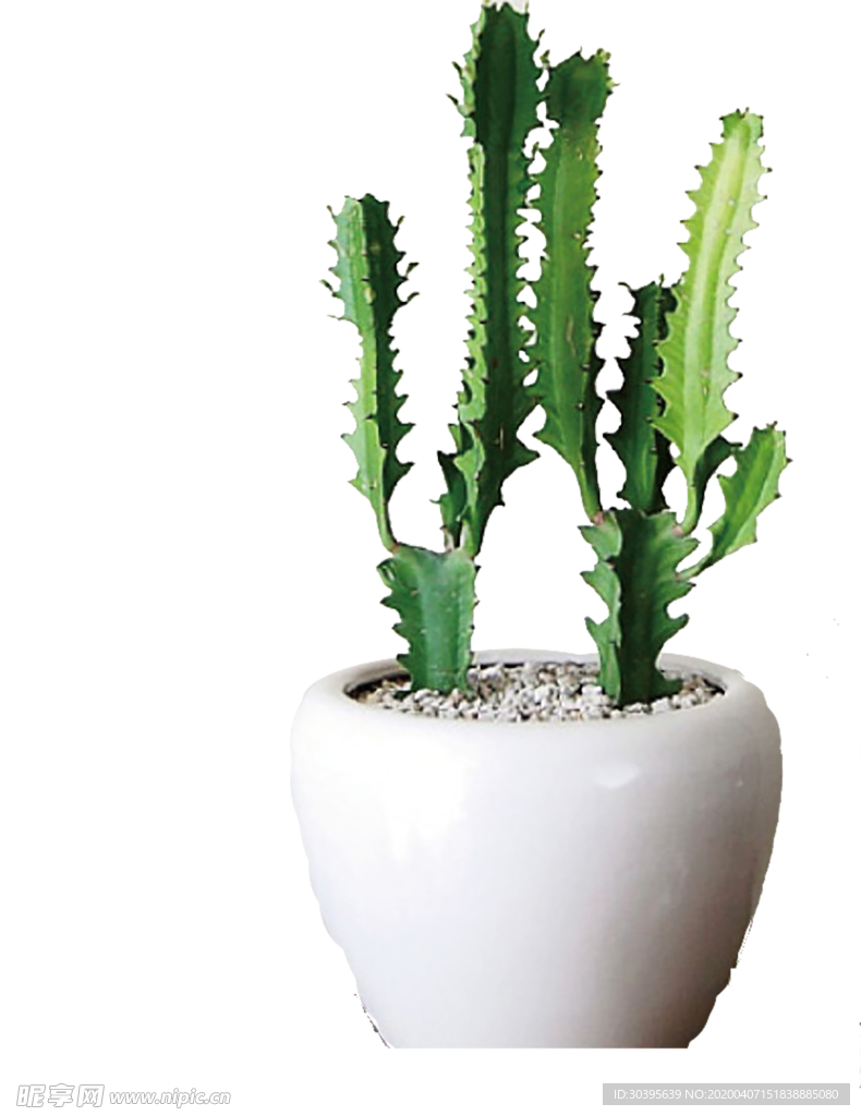 植物