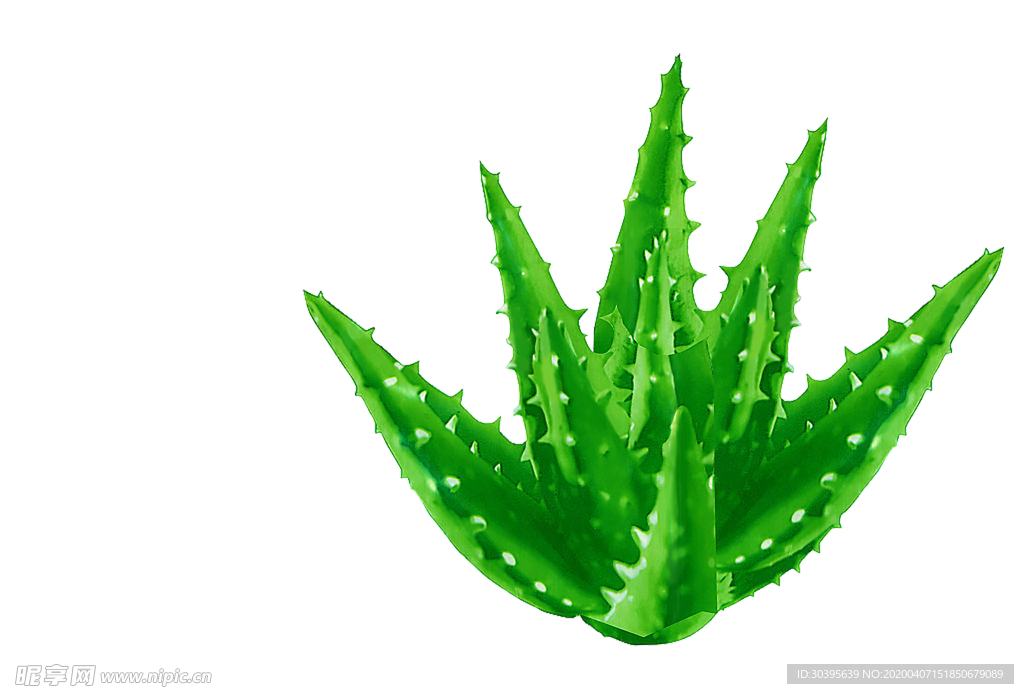 植物