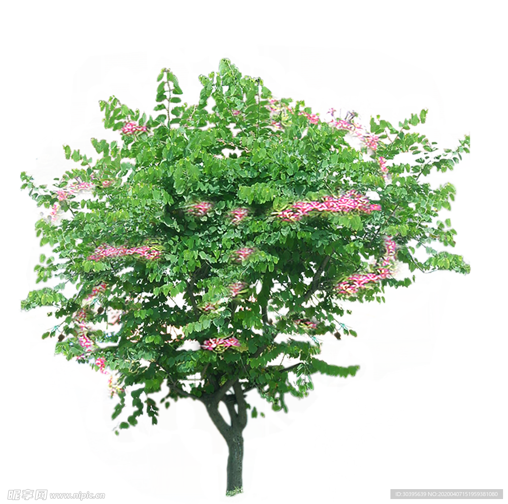 植物