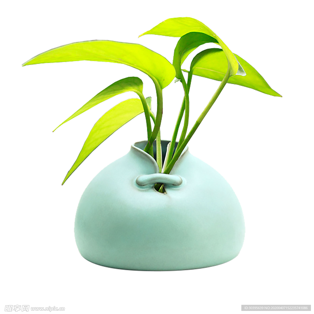 植物