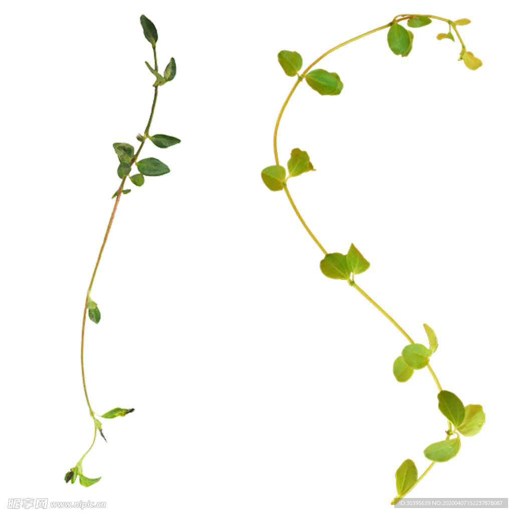 植物