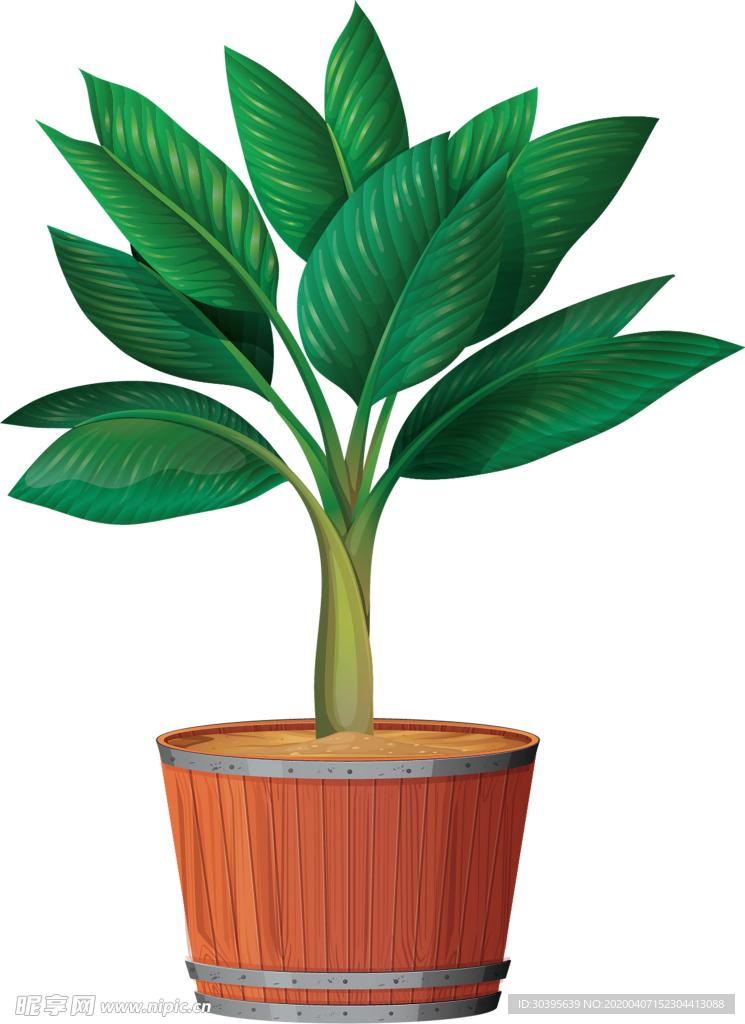 植物