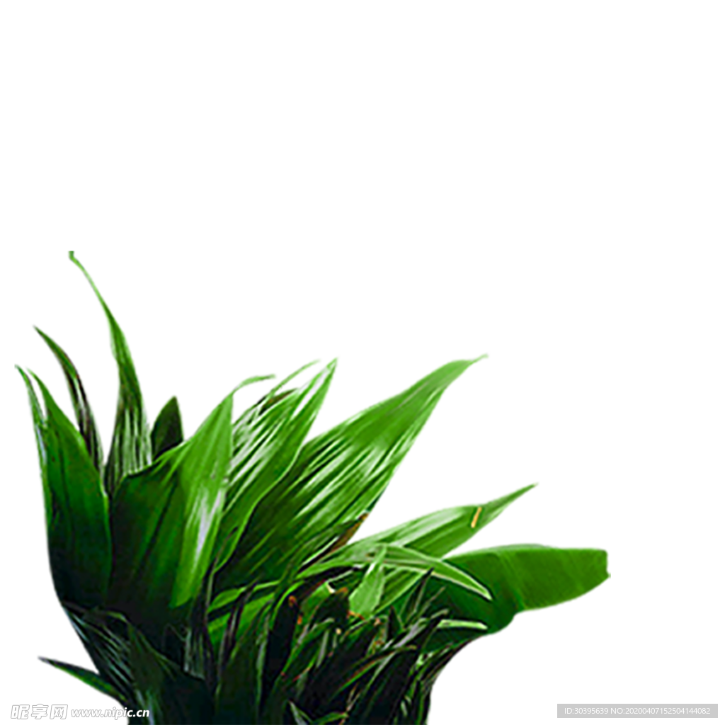 植物
