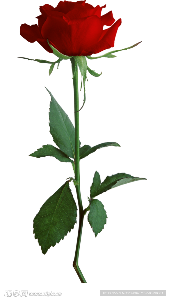 植物