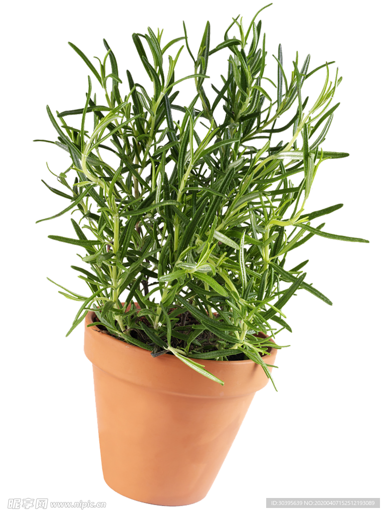 植物