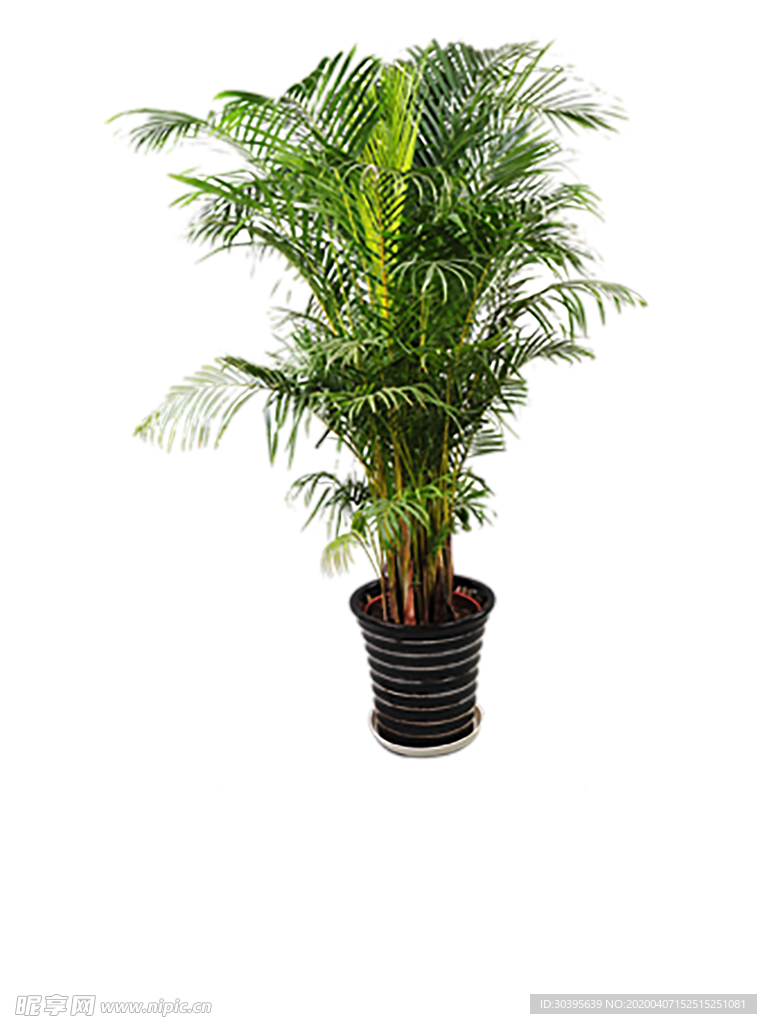 植物