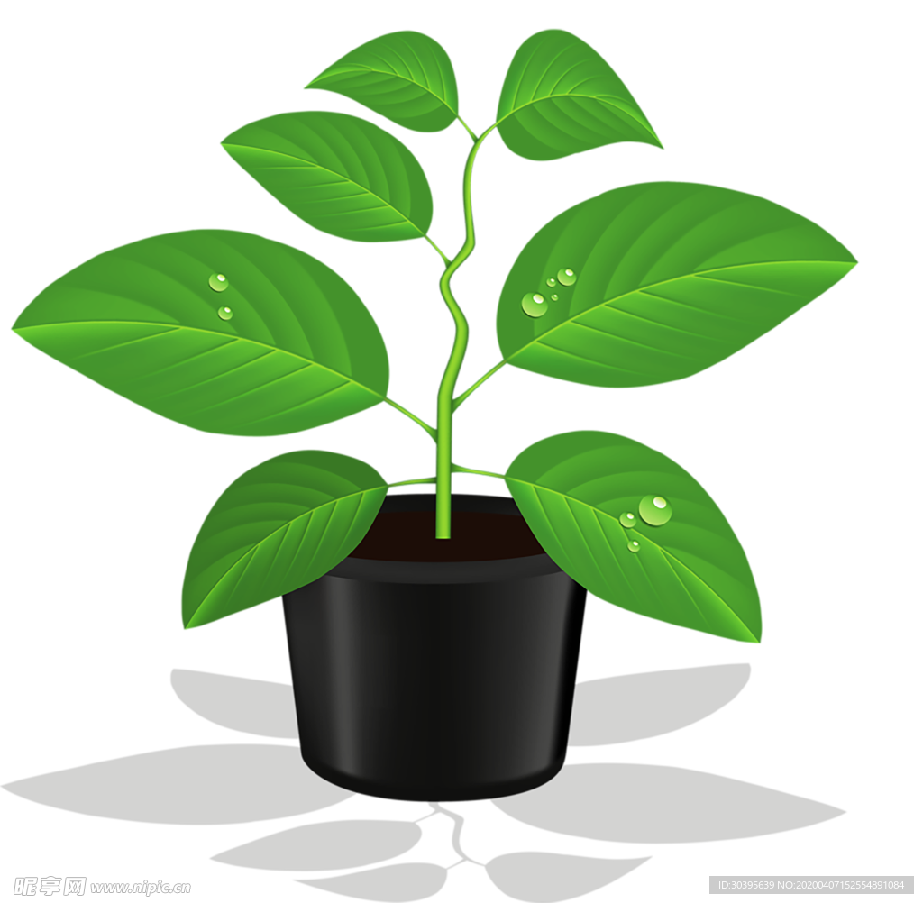 植物