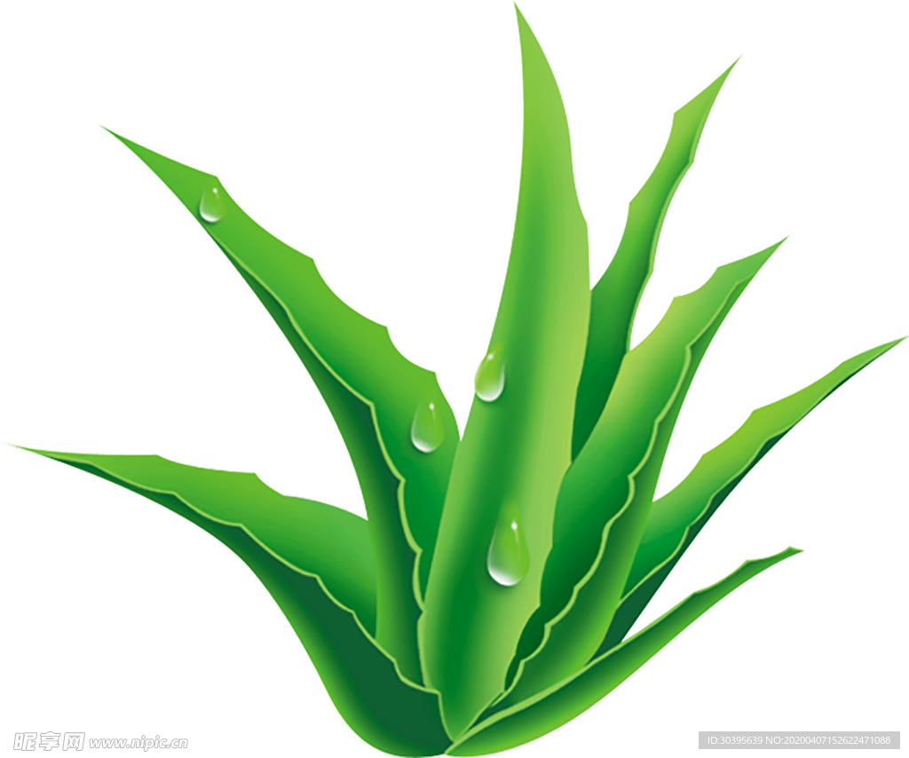 植物