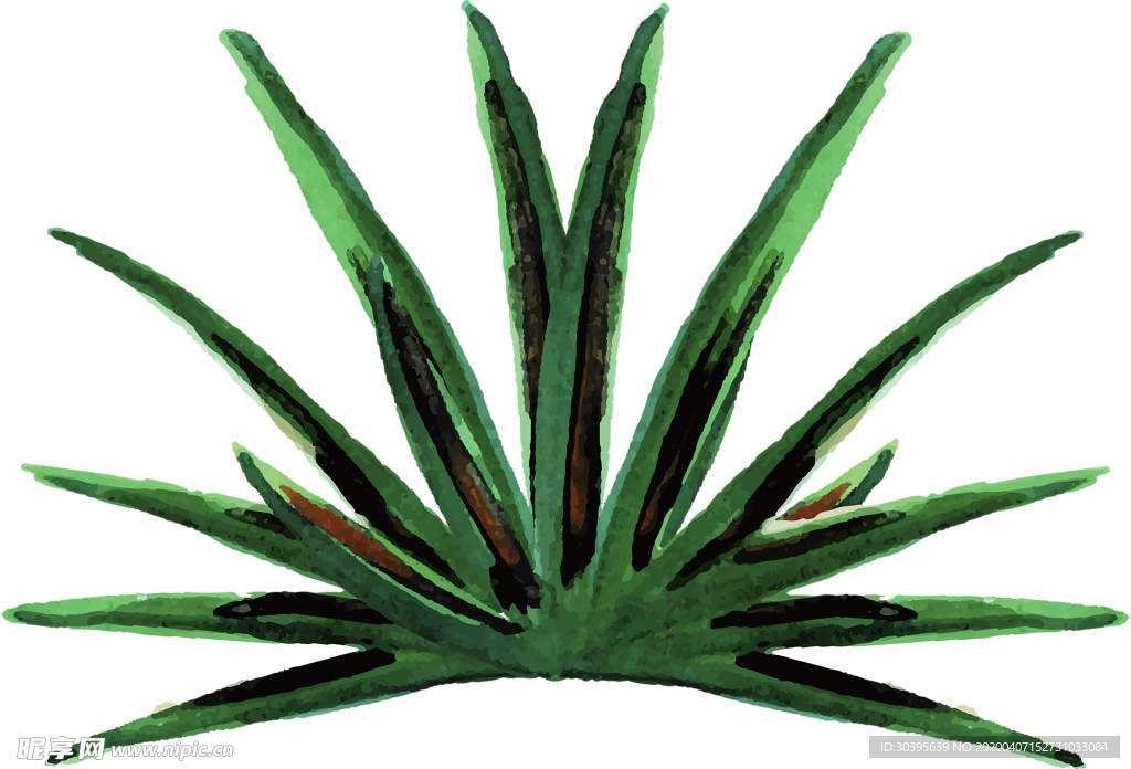 植物