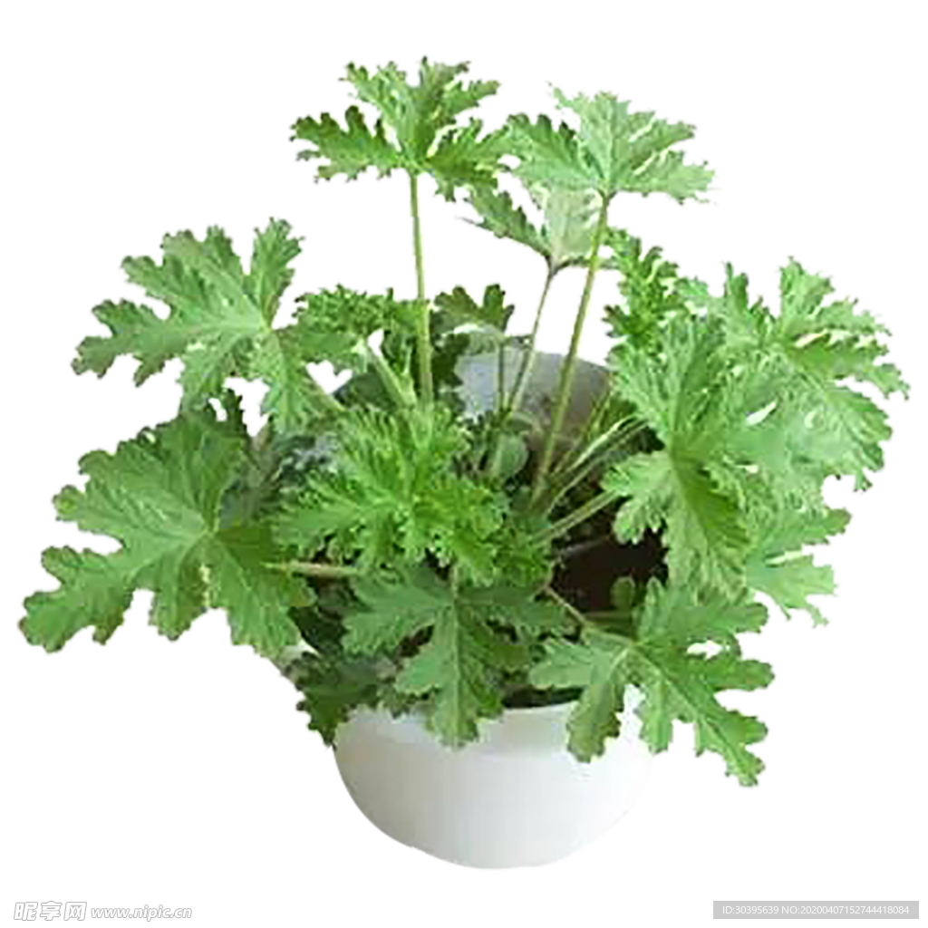 植物