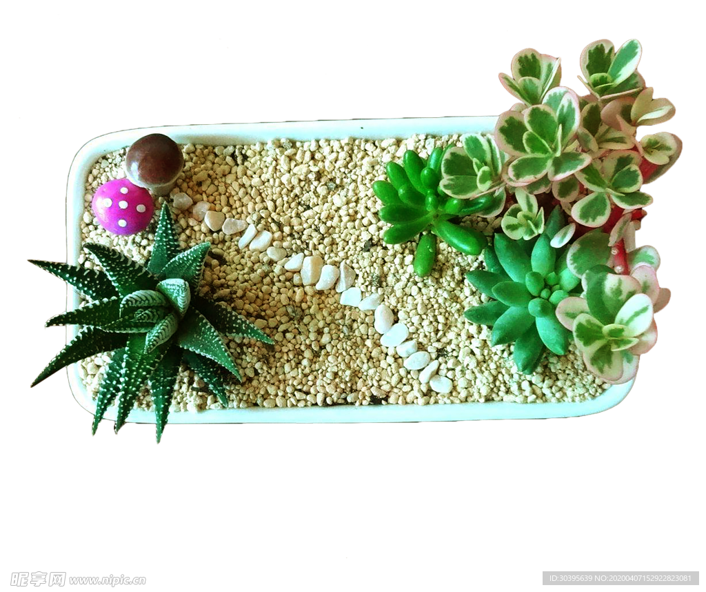 植物
