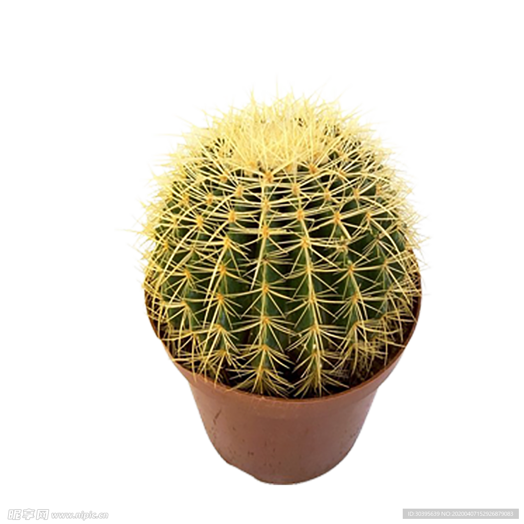 植物
