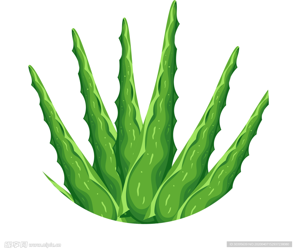 植物
