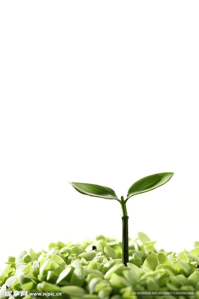 植物