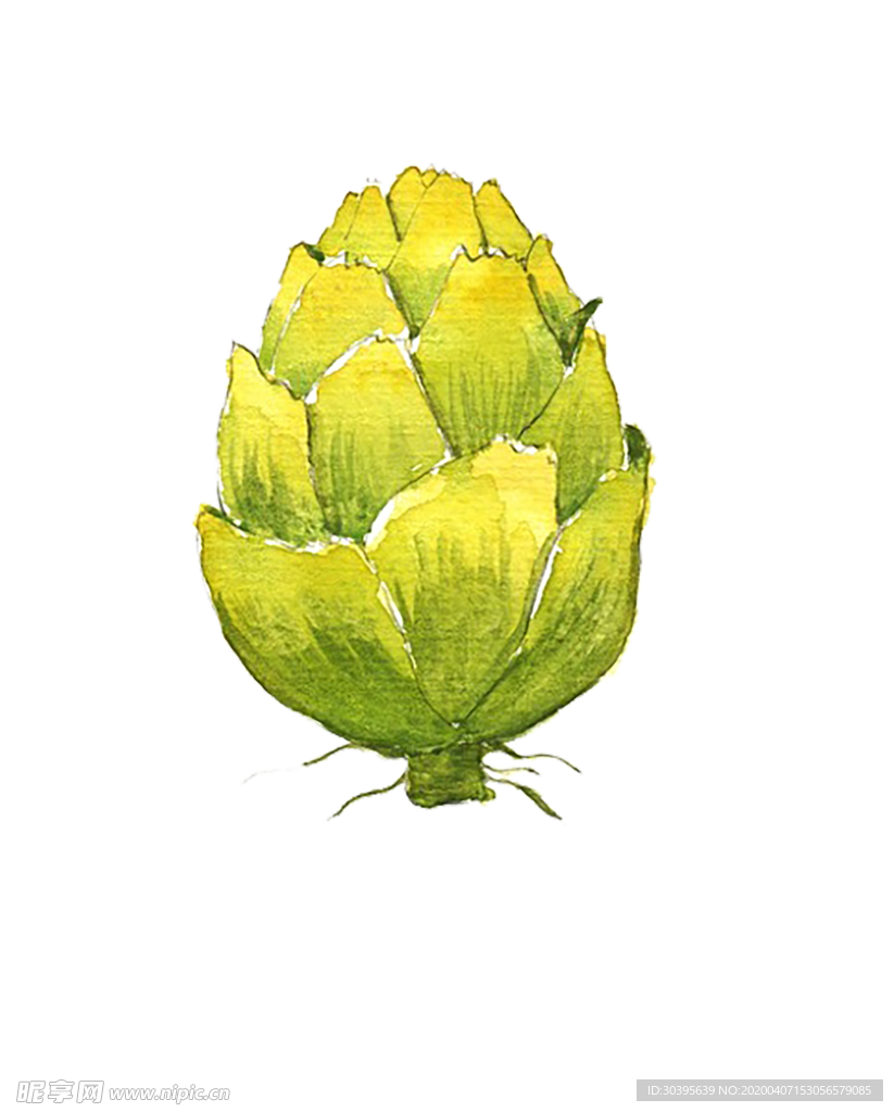 植物
