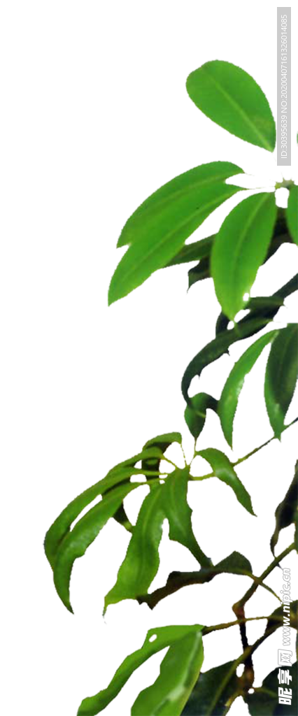 绿色植物