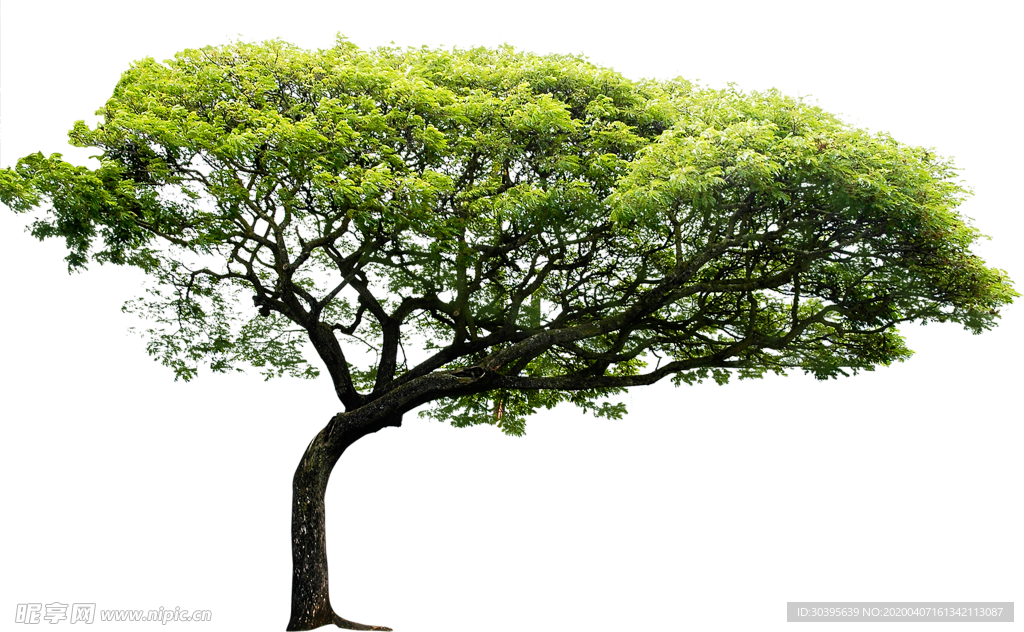 绿色植物