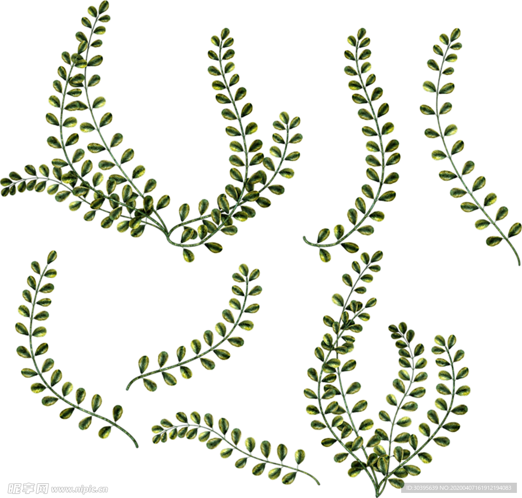 绿色植物