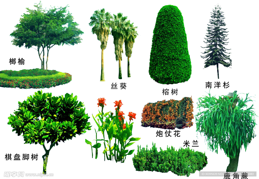绿色植物