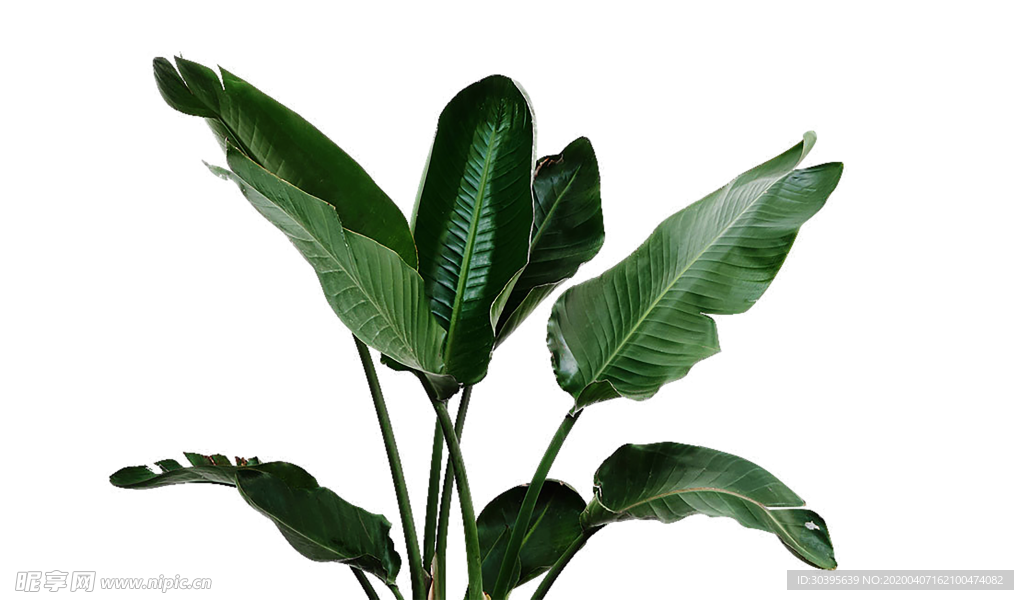 绿色植物