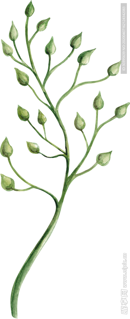 绿色植物