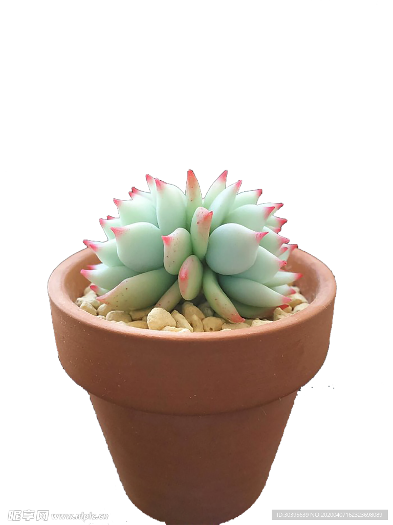 绿色植物