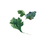绿色植物