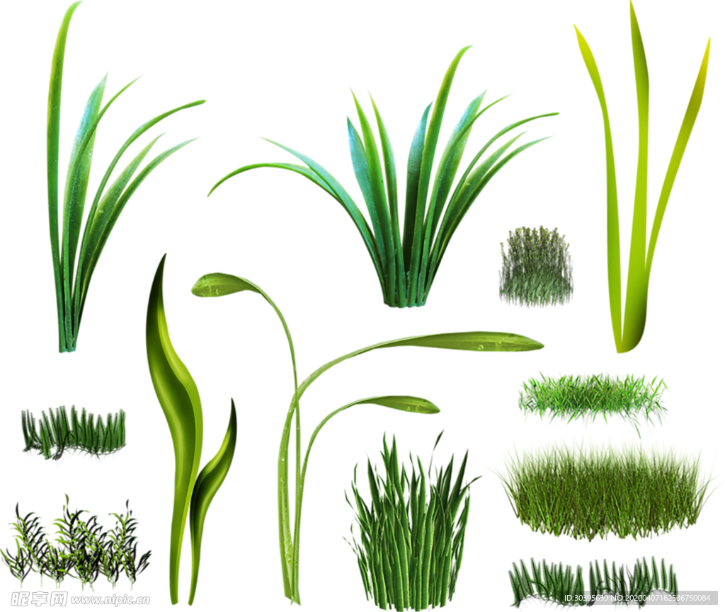 绿色植物