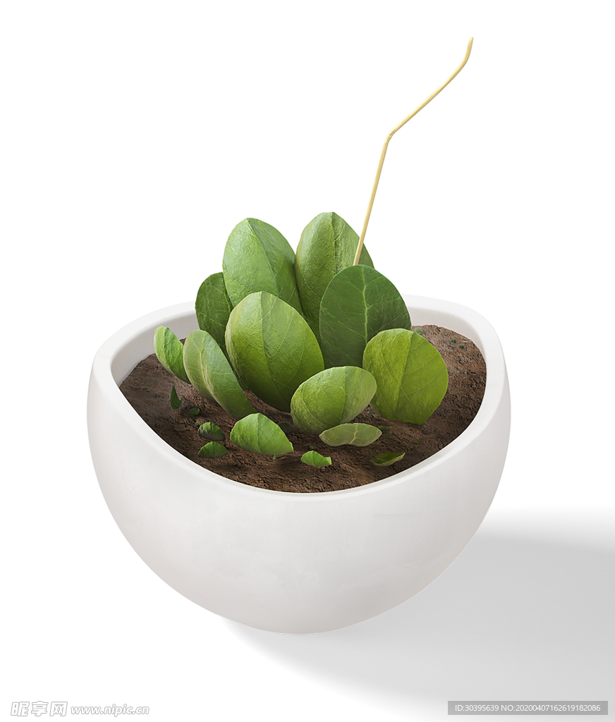 绿色植物